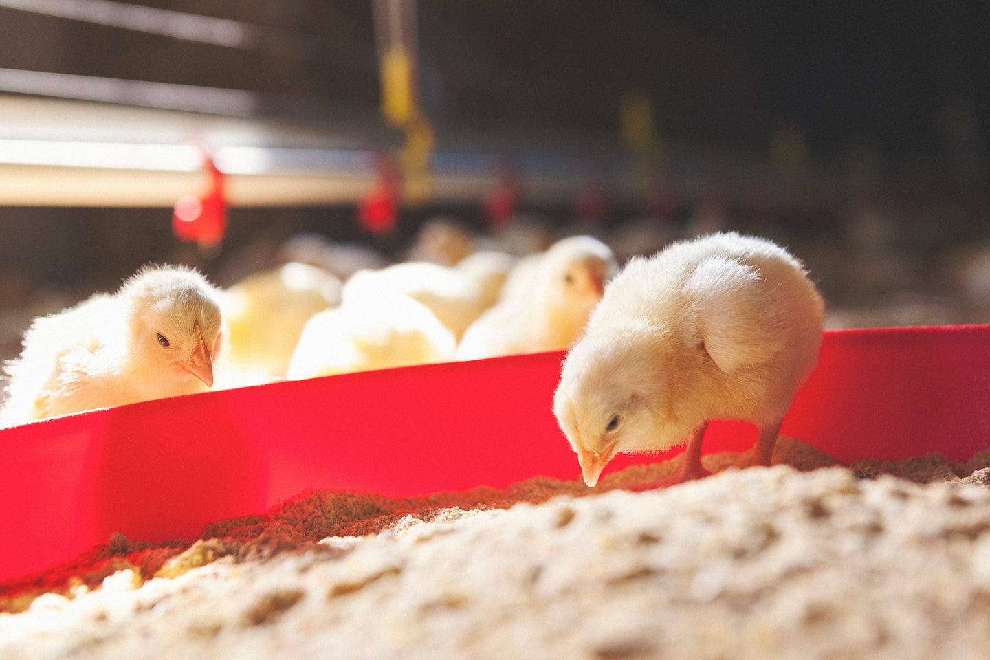 Raising a Backyard Chicken Flock from Starter Chicks