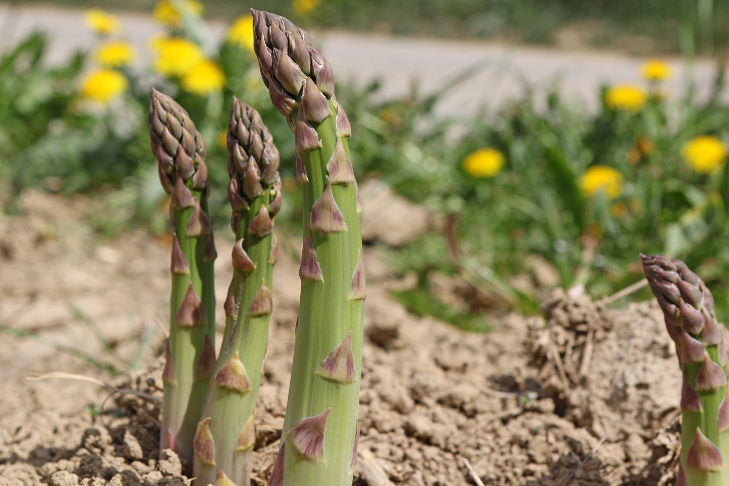 Edible Perennials: Building Your Personal ‘Food Forest’