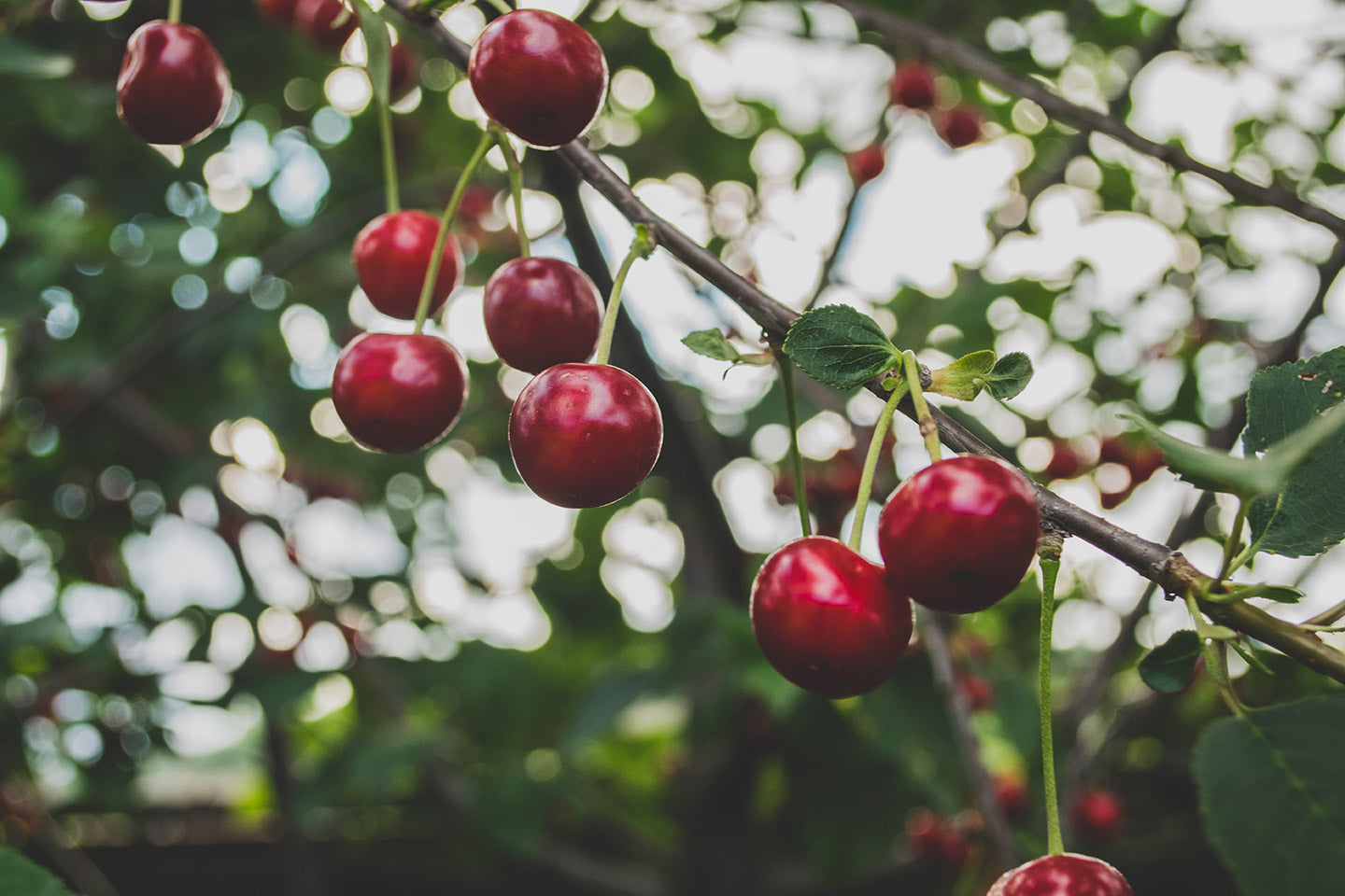 Now is the Time to Thin Your Fruit Trees