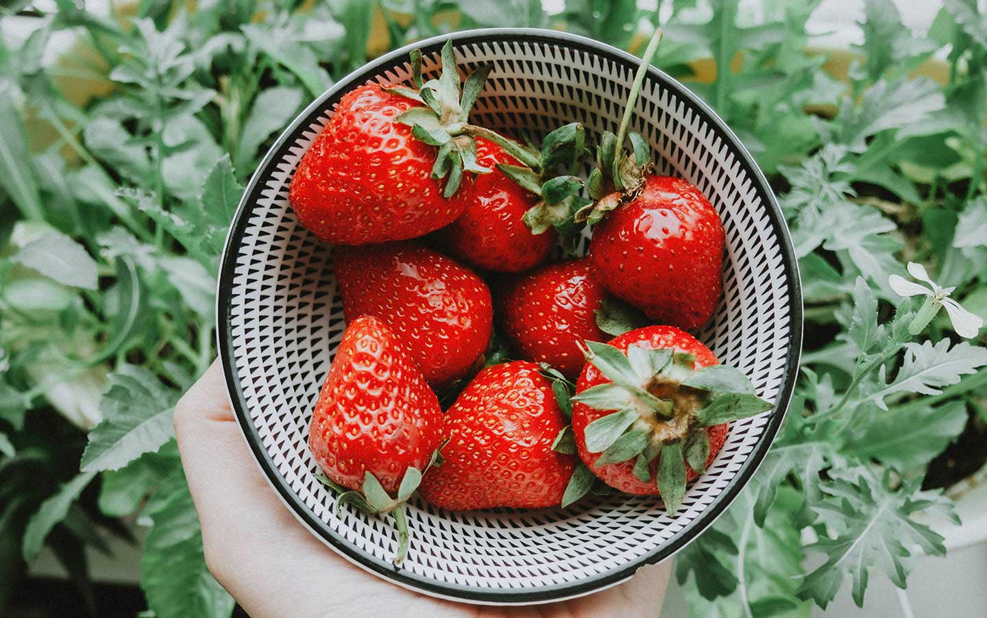 Growing Strawberries from Planting to Harvest