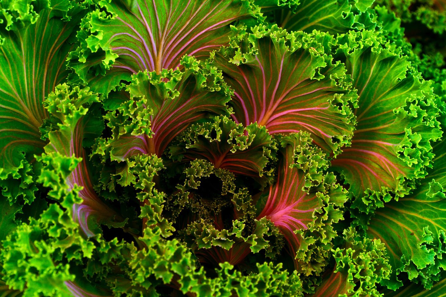 Kale: The Workhorse of Your Winter Garden - Eartheasy