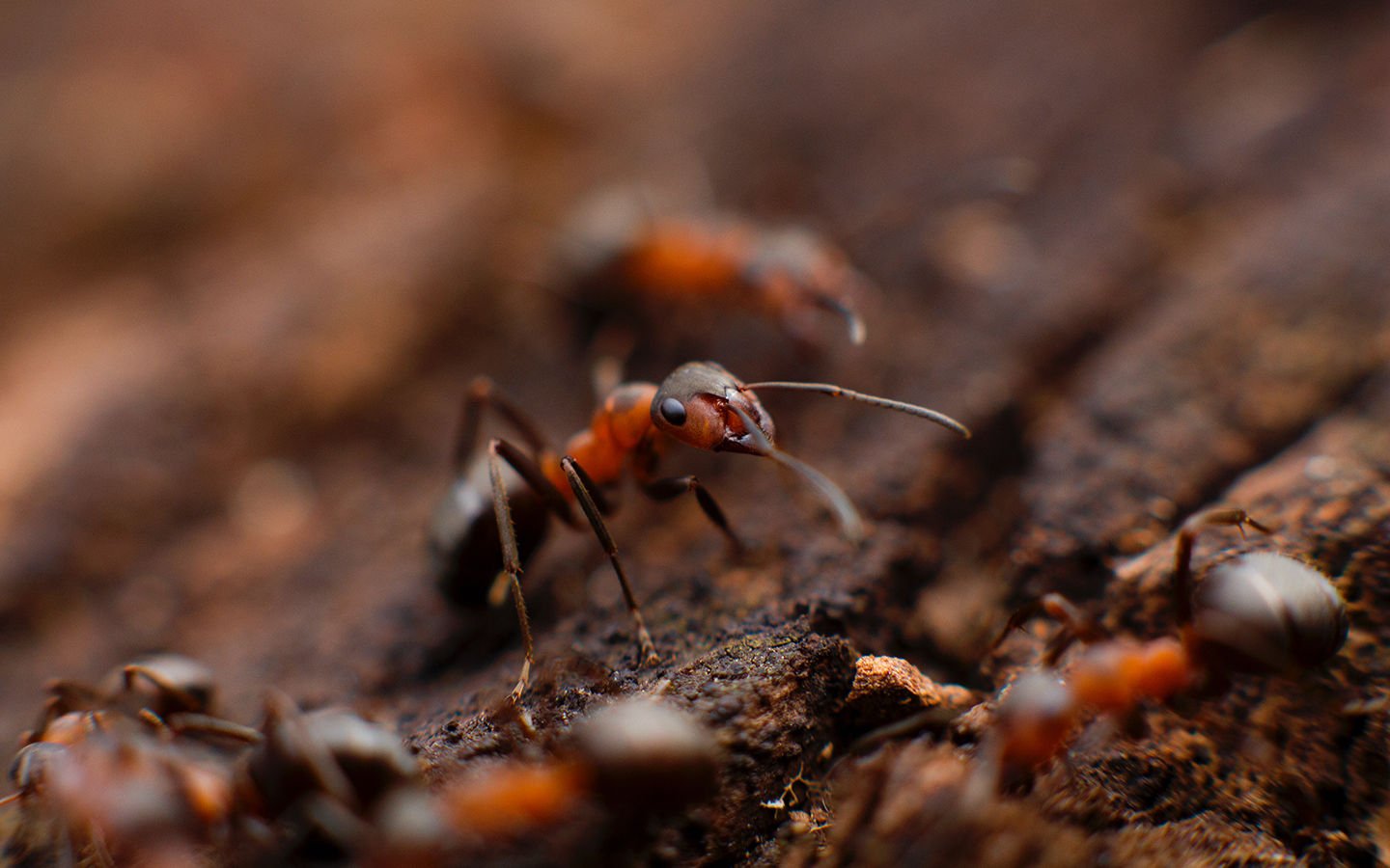 Life Lessons We Can Learn From Ants - Eartheasy