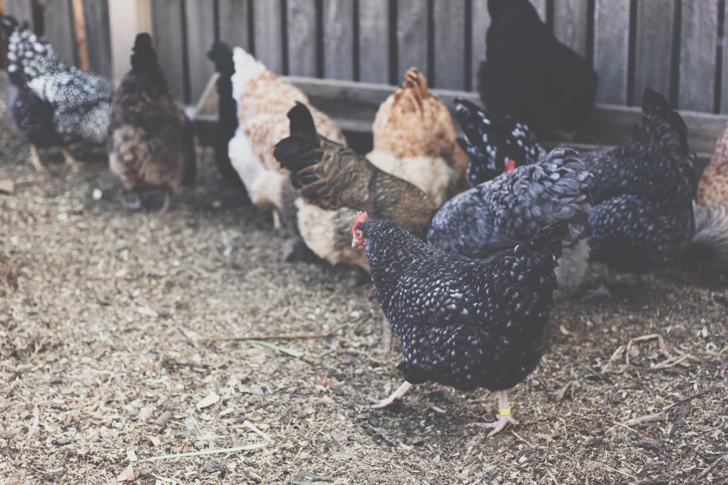 Do Your Backyard Chickens Need a Rooster?