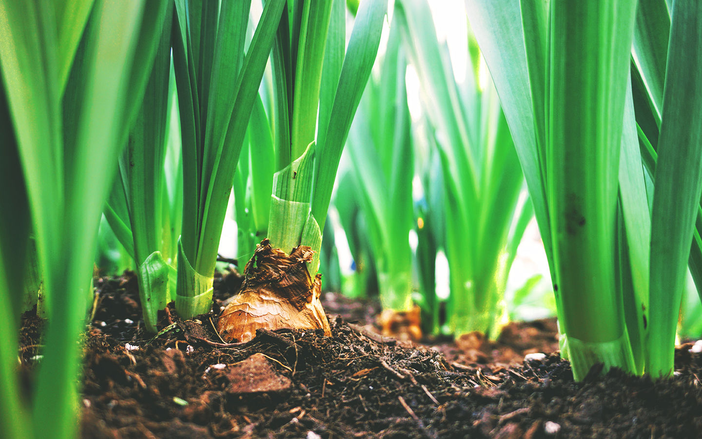 How to ‘Grow-a-Row’ for Those in Need