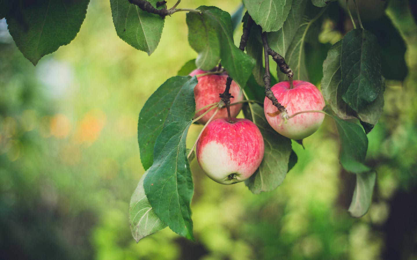 Fruit Trees