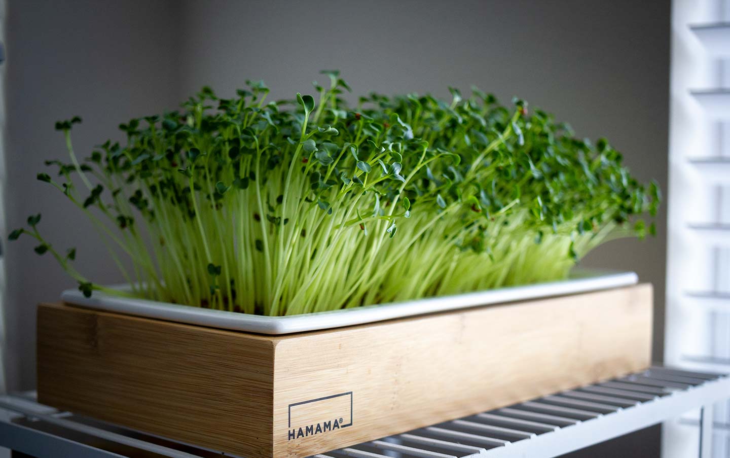 A Step-by-Step Guide to Growing Microgreens Indoors