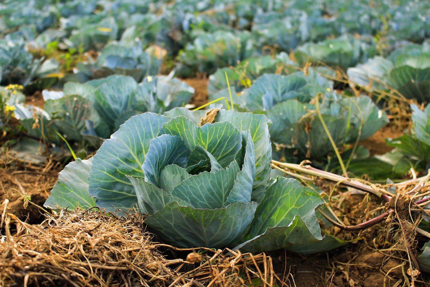 Mulch Your Garden to Beat the Heat - Eartheasy