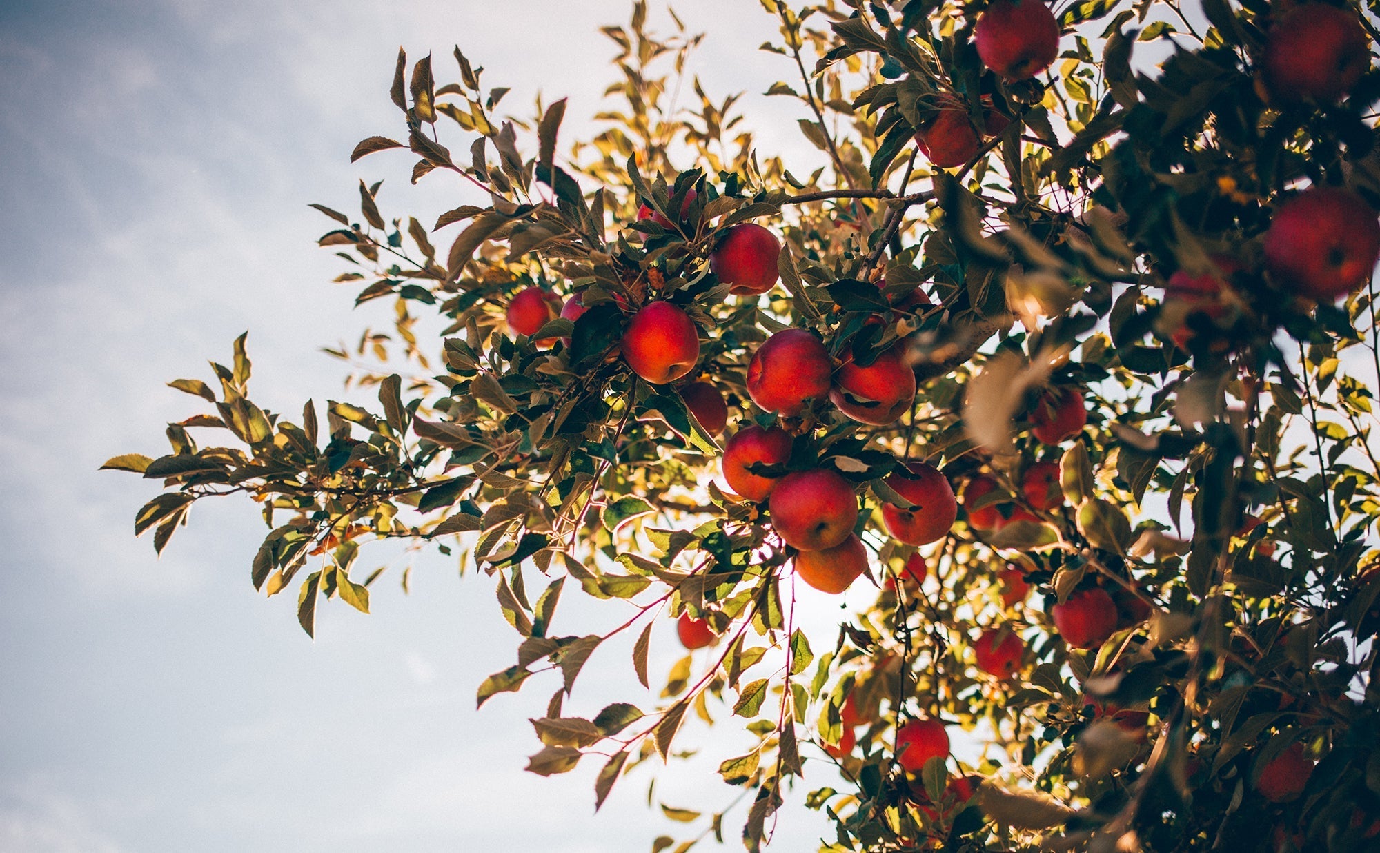 Fall Care of Fruit Trees