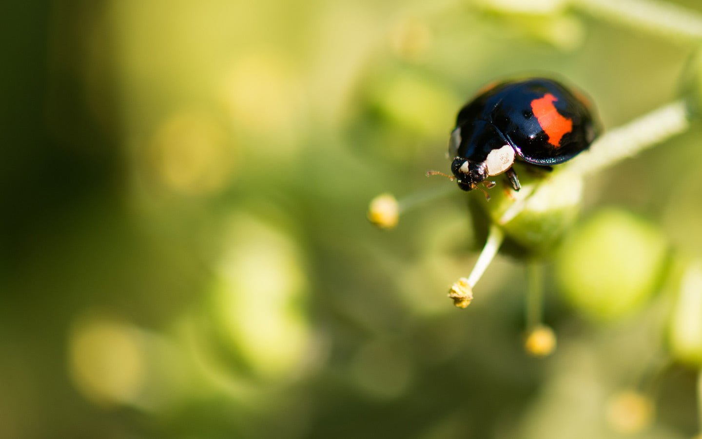 Natural Garden Pest Control: Safe, Non-Toxic Methods & Solutions - Eartheasy