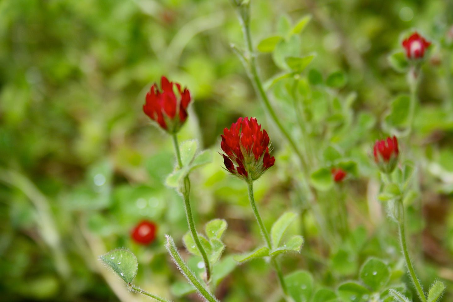 Plant a Fall Cover Crop to Improve Your Garden Soil - Eartheasy
