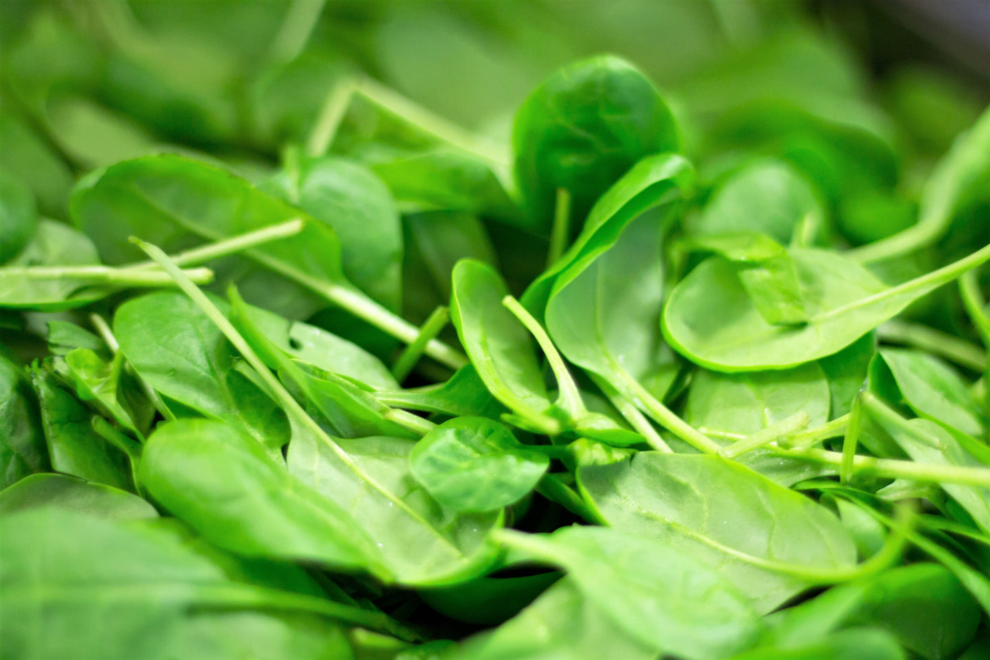 Spinach: How to Plant, Grow and Harvest