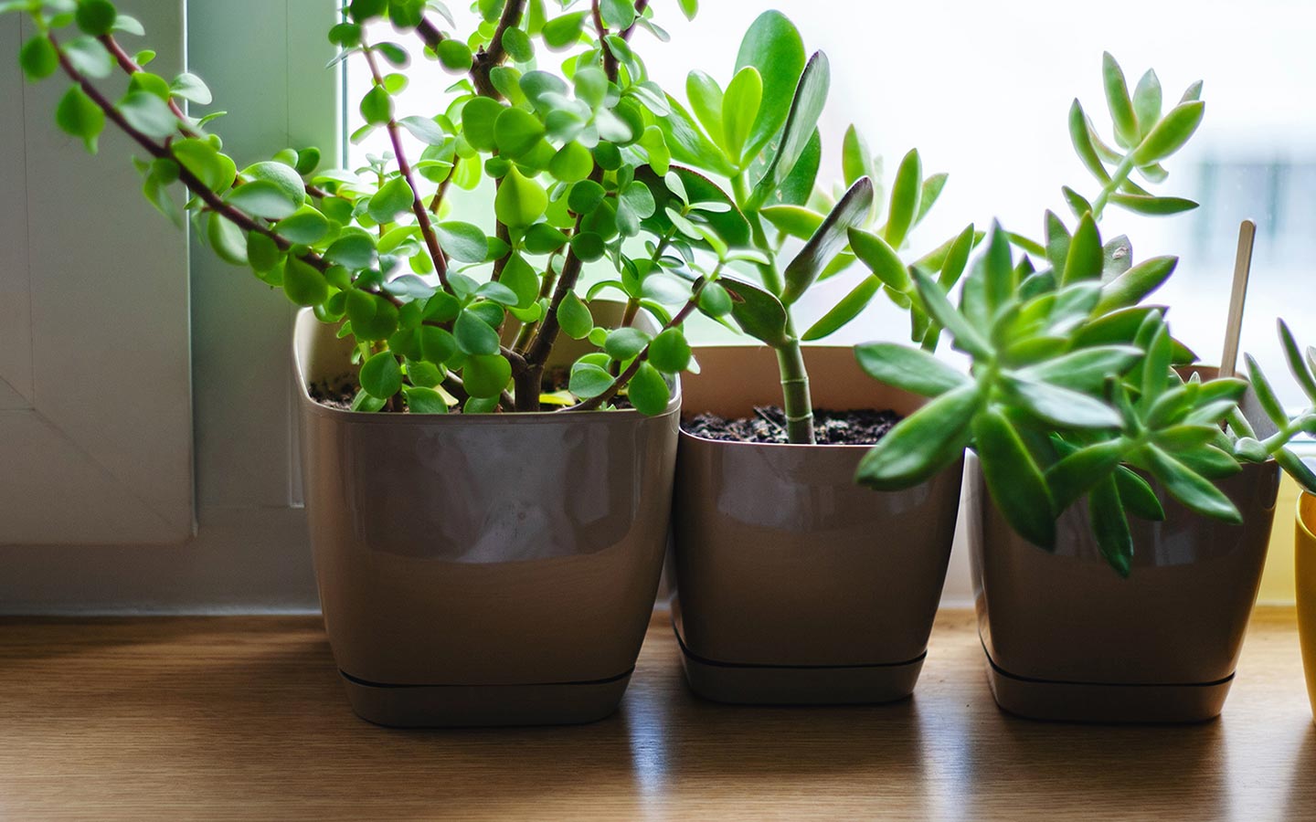 money tree plant how to braid Money Tree
