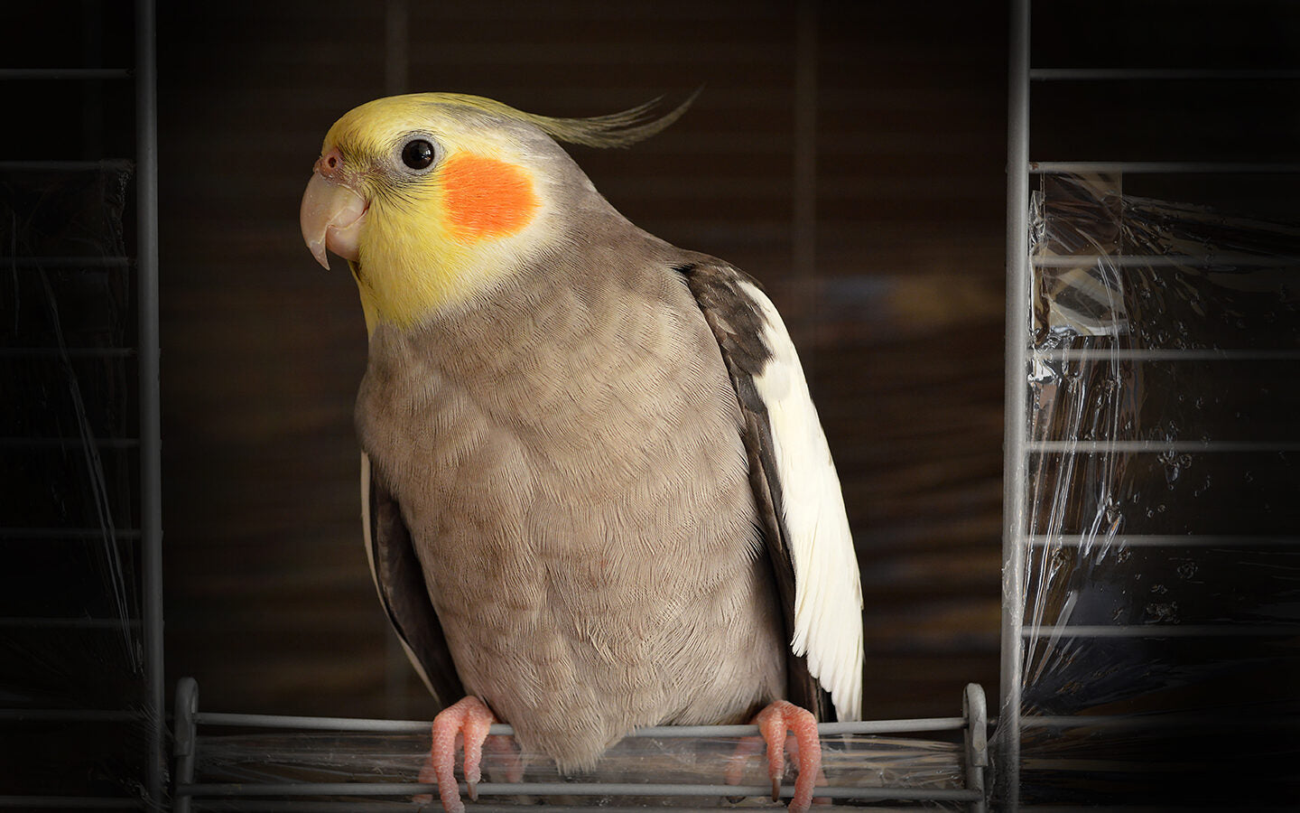 Bird-safe Painting Tips