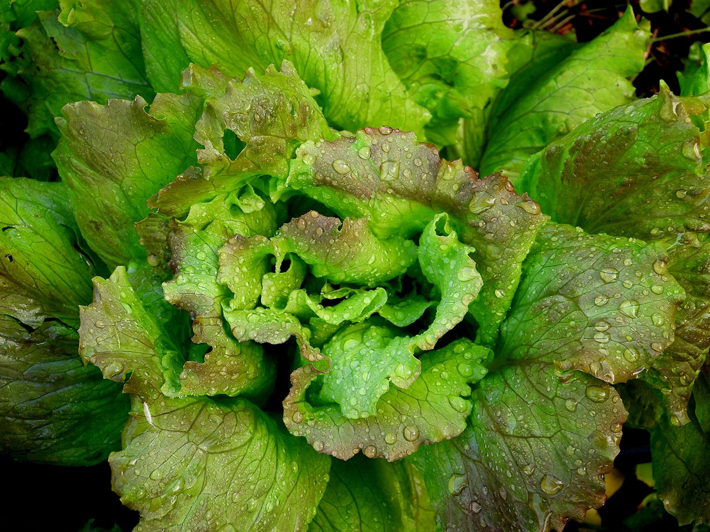The Best Compost Tea Recipe - Eartheasy
