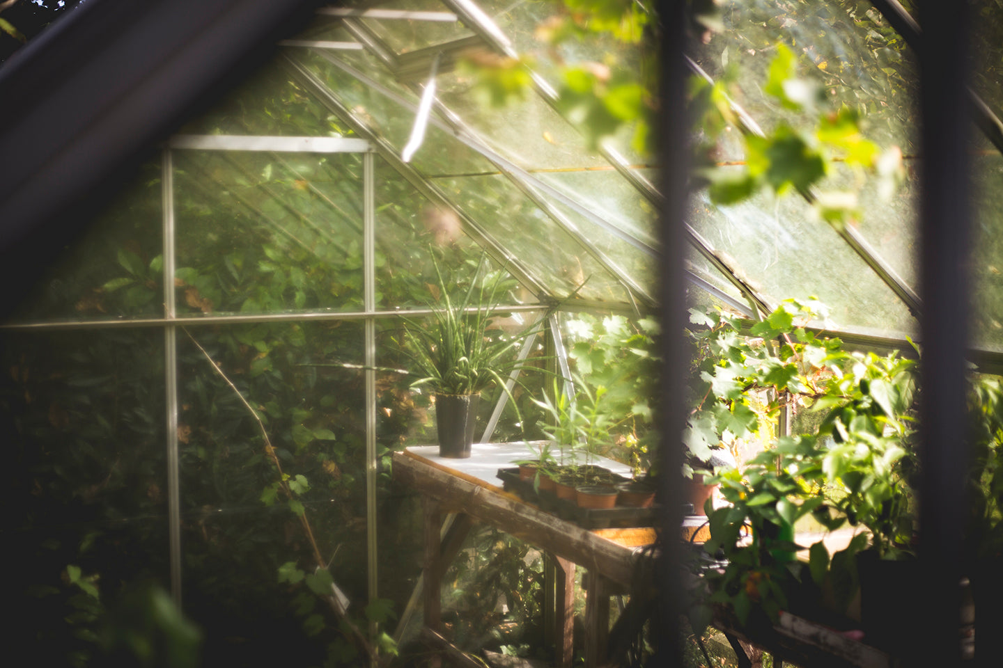 Top 10 Greenhouse Gardening Mistakes And How to Avoid Them