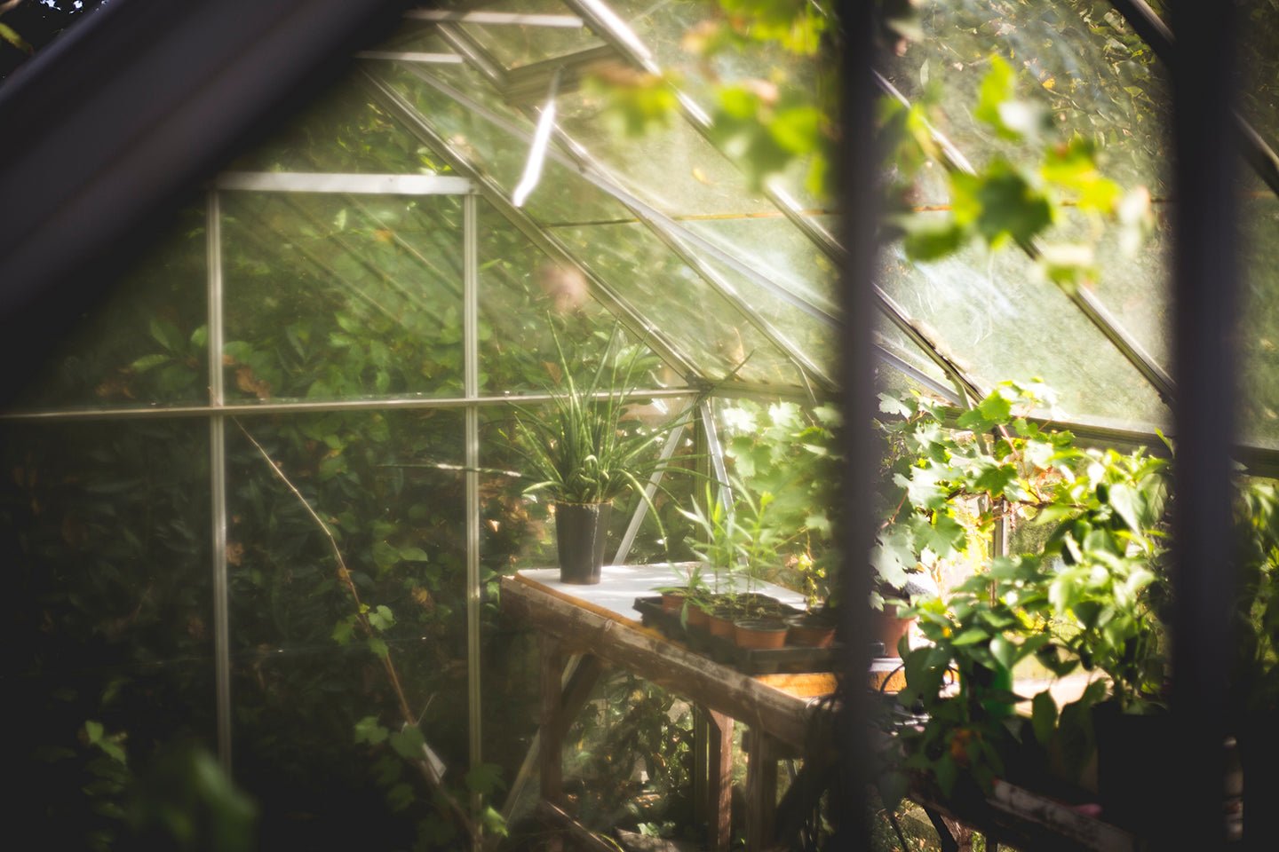 Top 10 Greenhouse Gardening Mistakes And How to Avoid Them - Eartheasy