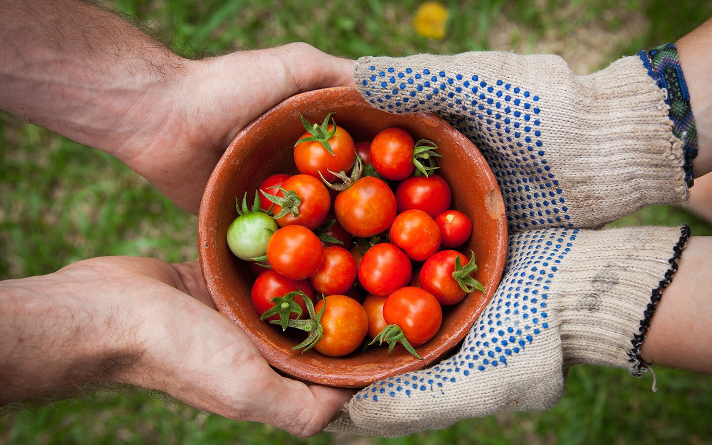 Top 6 Most Cost-effective Vegetables to Grow - Eartheasy
