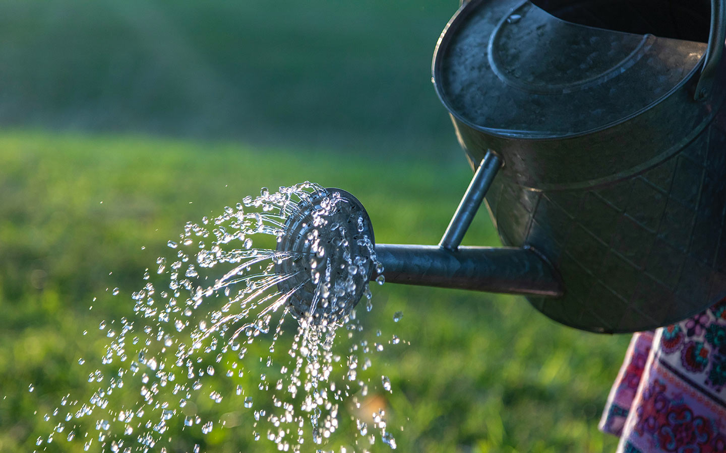 How and When to Water Your Garden