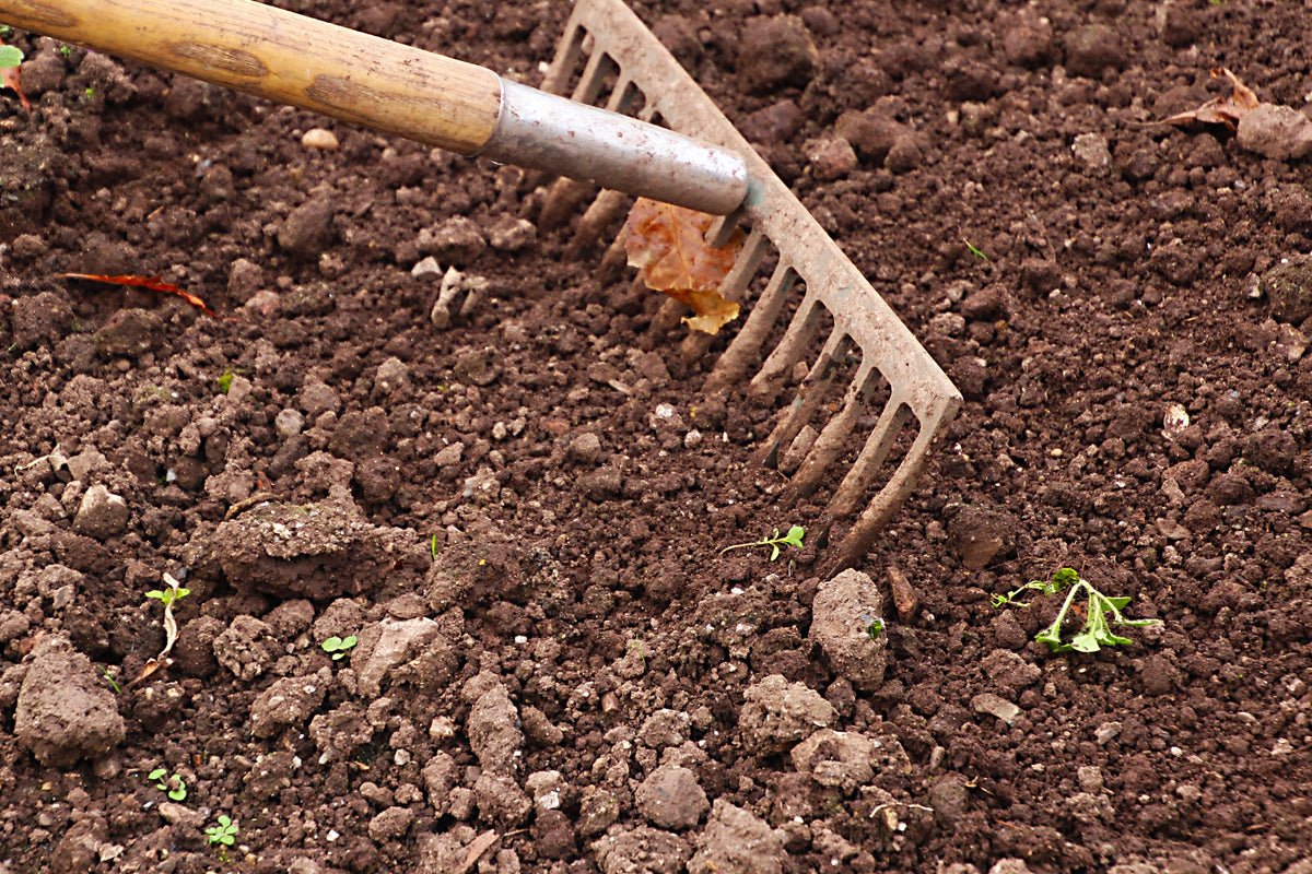 Garden rake leveling freshly prepared soil before sowing grass seed