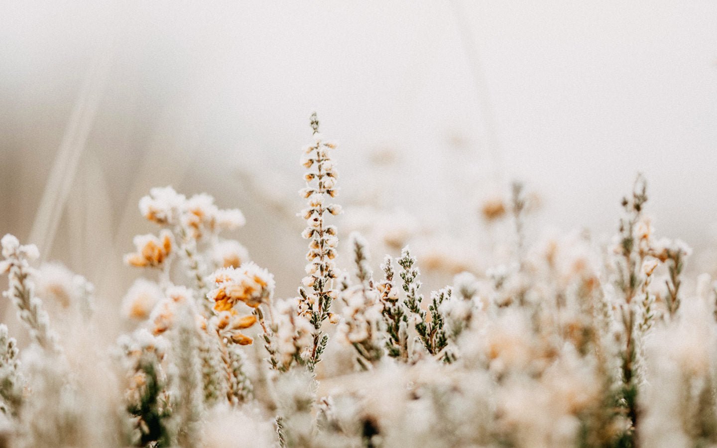 Winter Care for Planters, Pots and Containers - Eartheasy