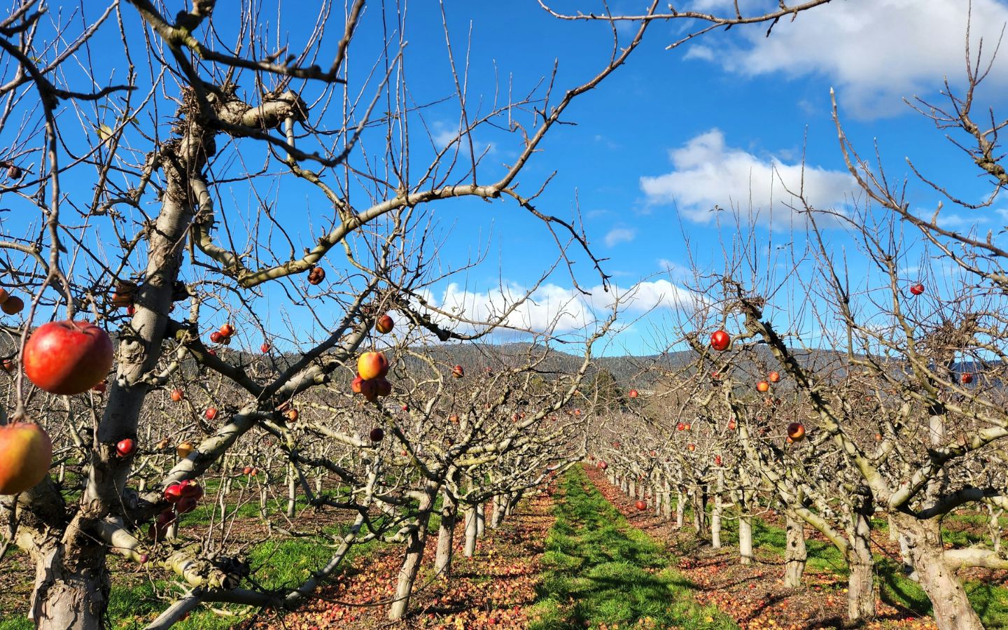 Organic Winter Care for Fruit Trees – Eartheasy