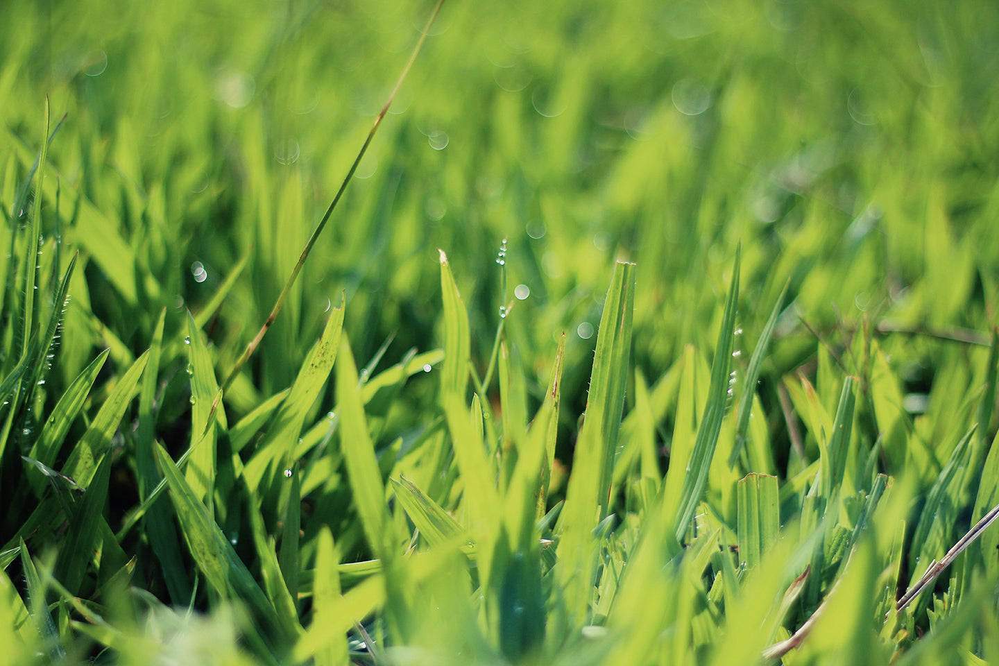 Drought Survival for Lawns