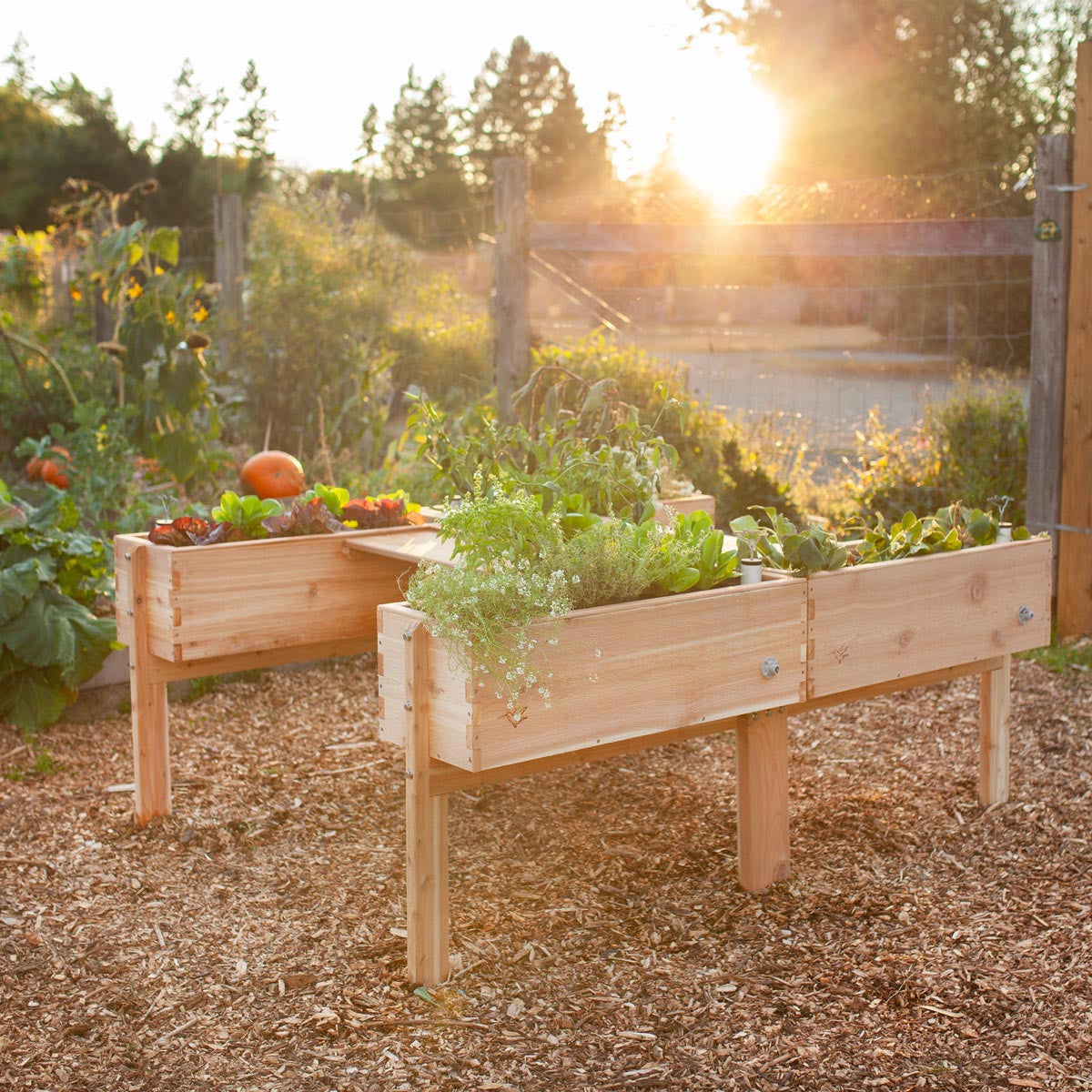 Harmony Accessibility Self-Watering Cedar Garden | Eartheasy.com