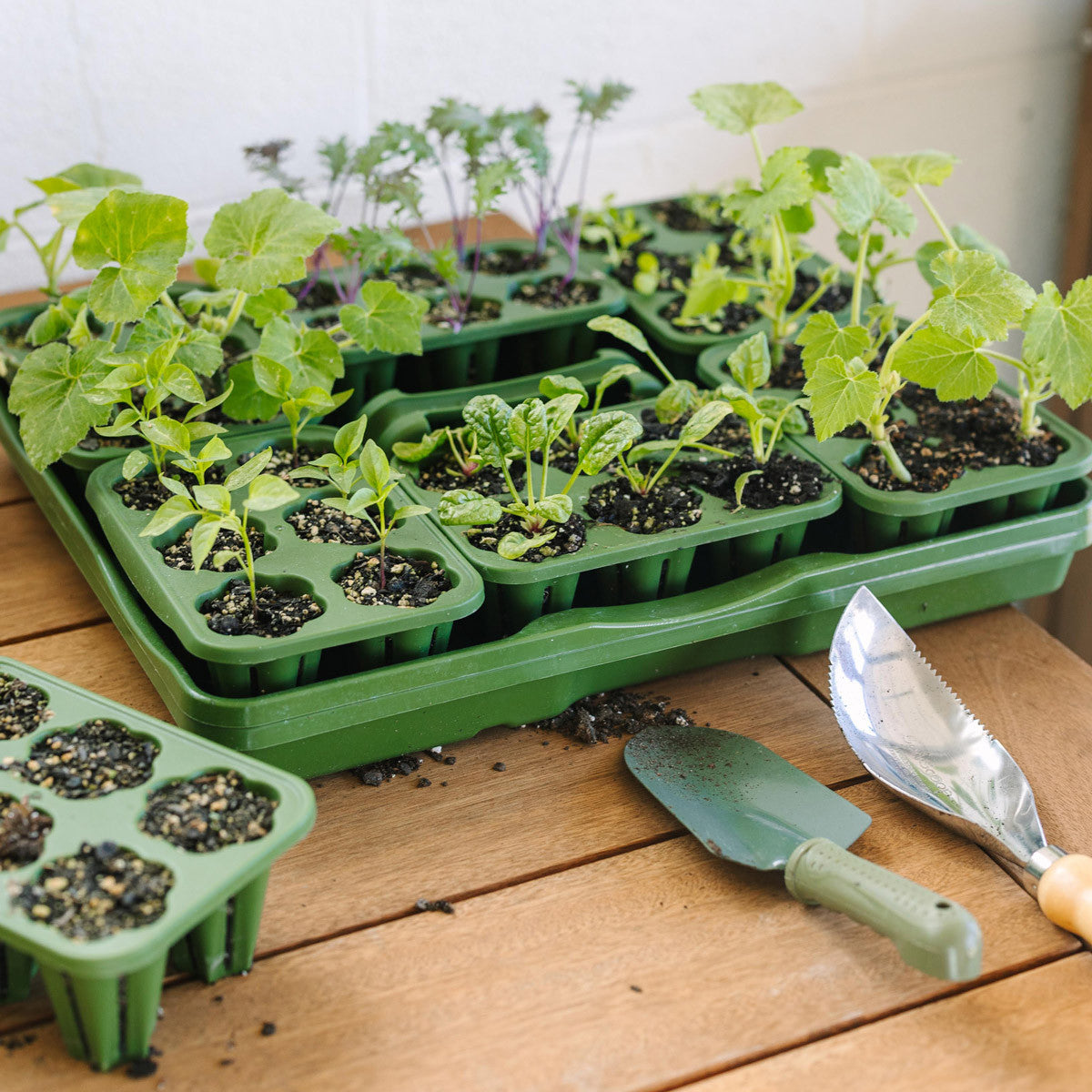 plant a seed kit Ultimate Seed Starting Kit