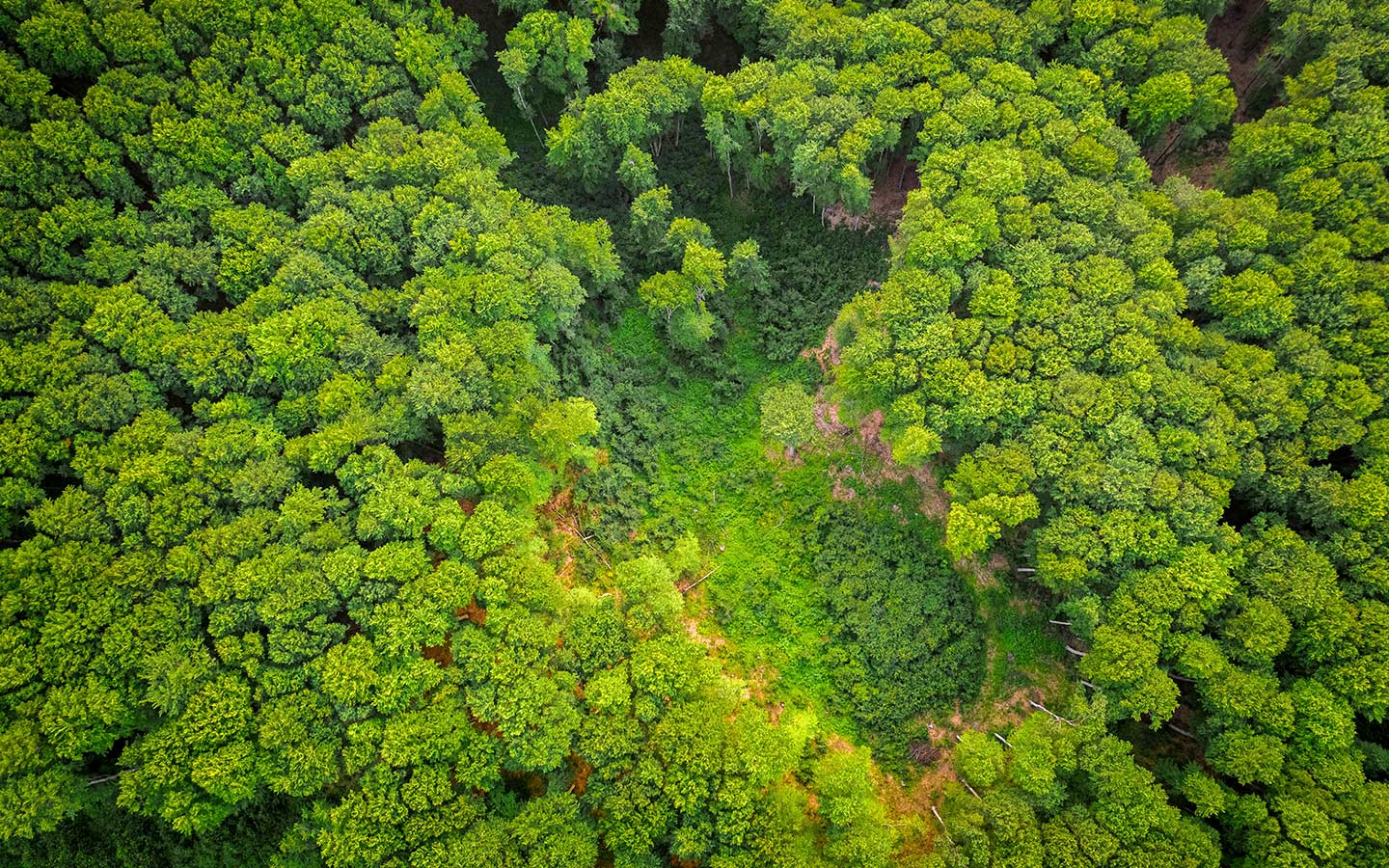 10 Carbon-Storing Trees and How to Plant Them - Eartheasy