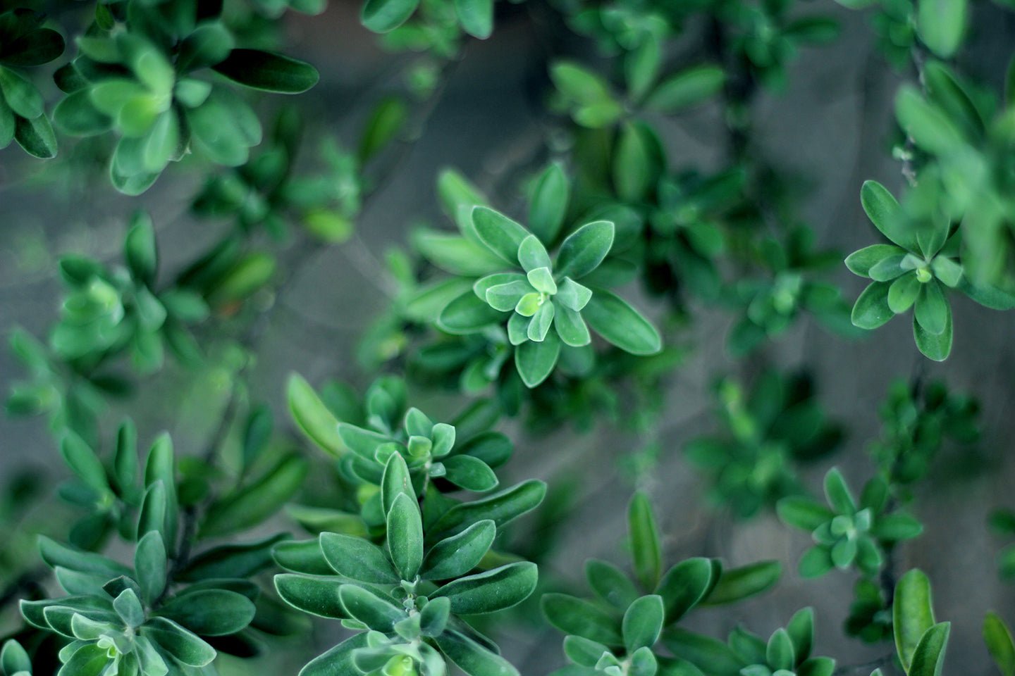 10 Culinary Herbs to Grow and Dry This Summer - Eartheasy