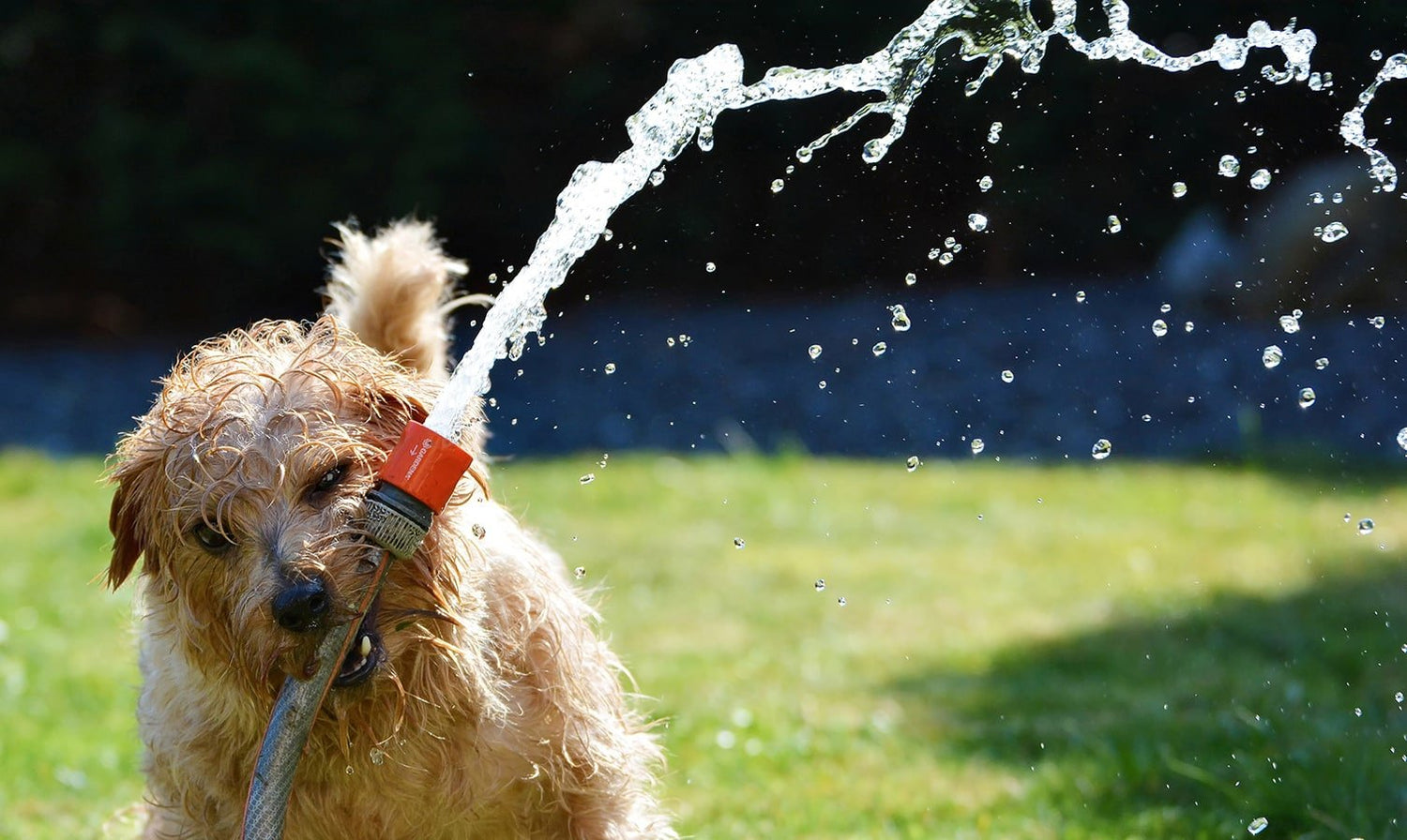 10 Water Saving Garden Products You Should Know About - Eartheasy