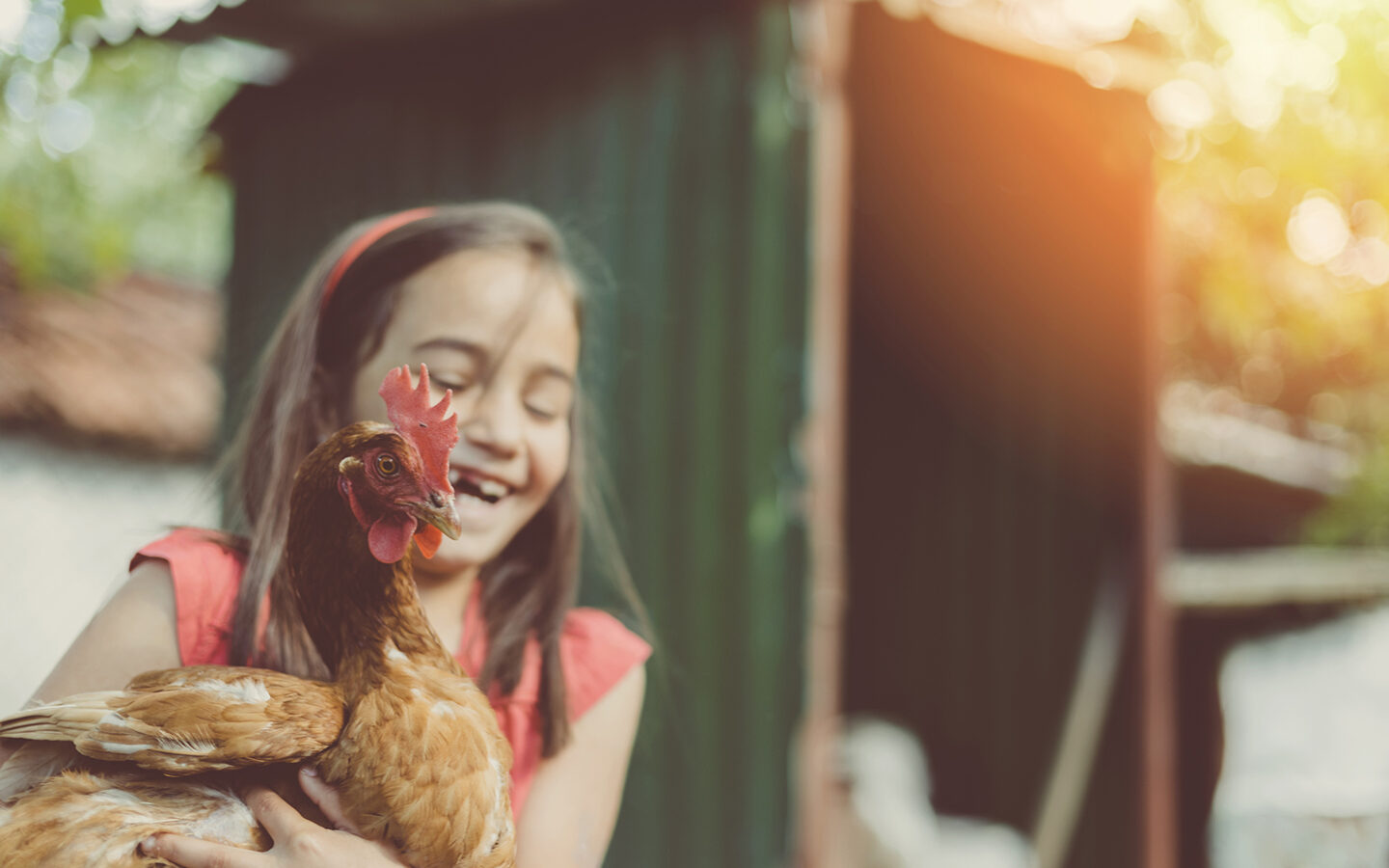 Raising Backyard Chickens: My 8-year old Daughter’s Egg Business