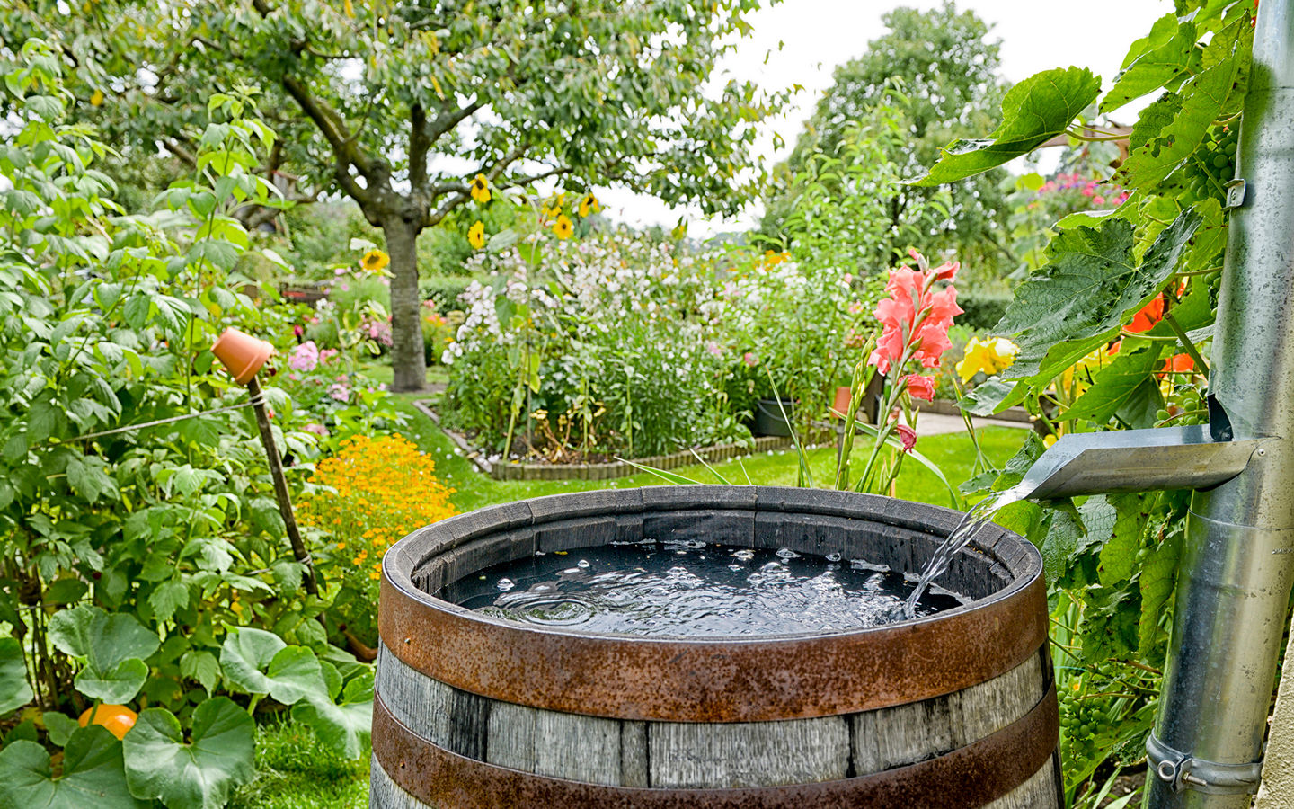 Rain Gardens – Natural Control of Water Runoff