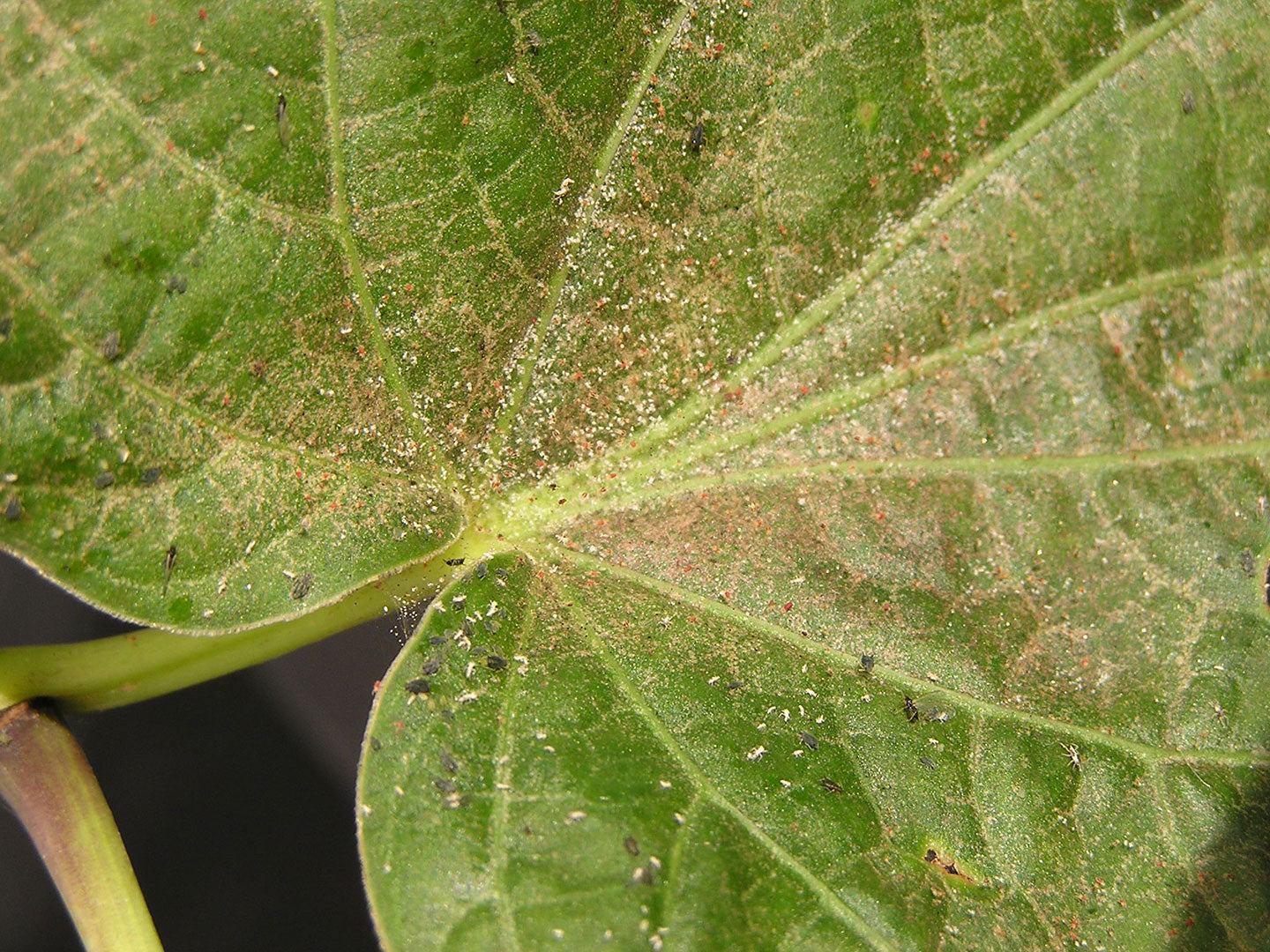 Spider Mites: How to Identify and Control Them Naturally