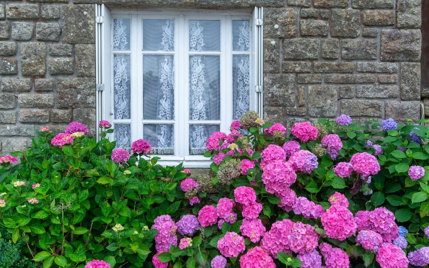 12 Best Shrubs for the Front of Your House - Eartheasy