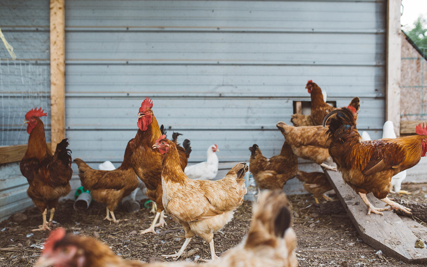 Our Top 6 Chicken Raising Mistakes