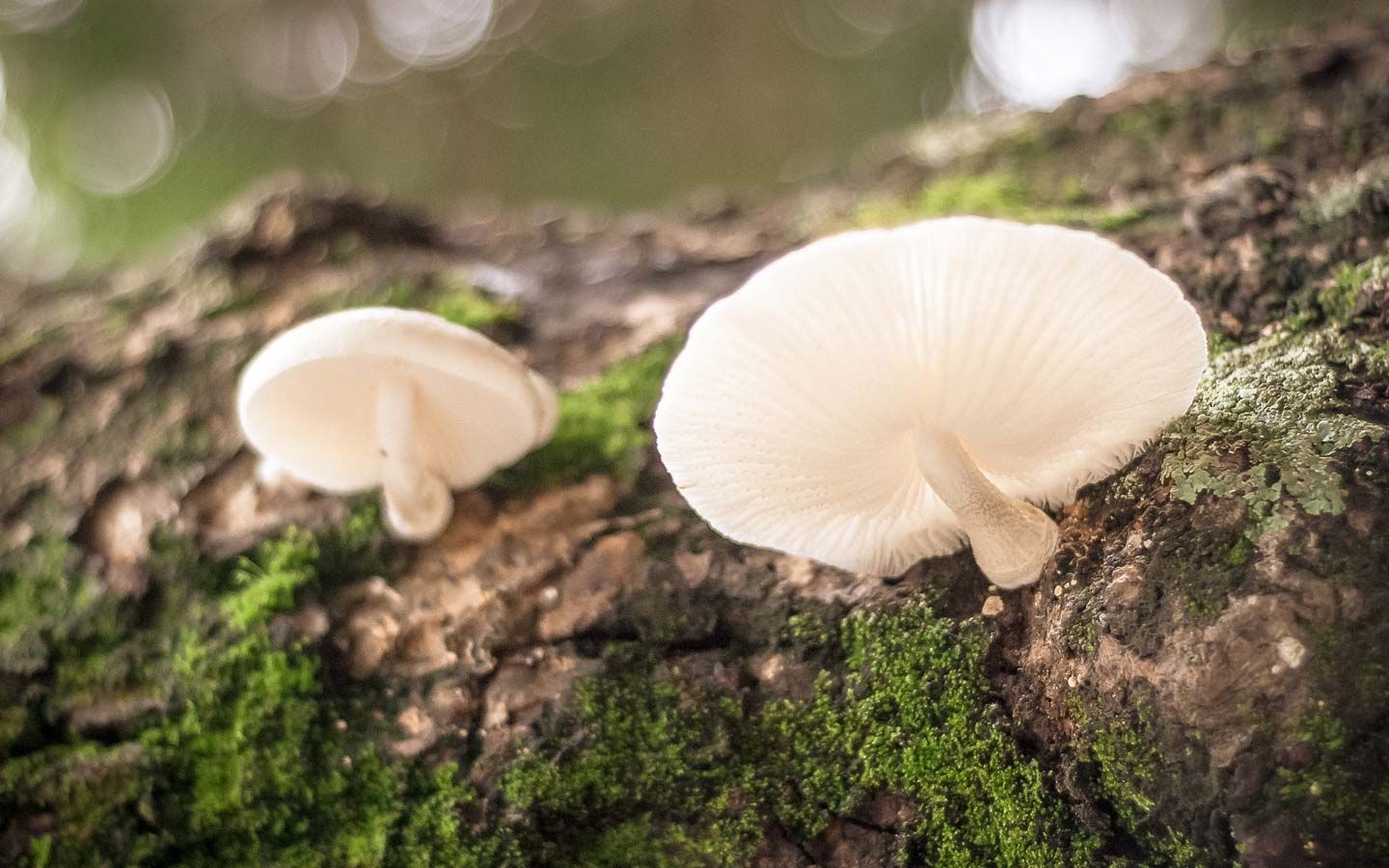 Tree Fungus Found to Produce Diesel