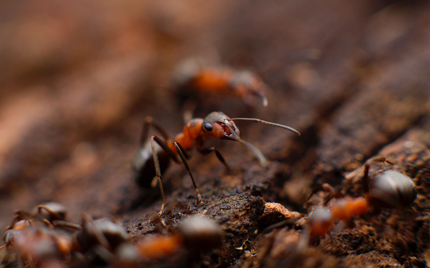 Life Lessons We Can Learn From Ants
