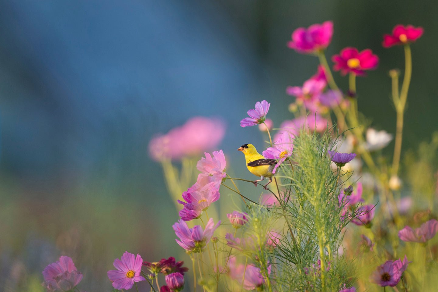 15 Ways to Make Your Yard More Bird-Friendly - Eartheasy