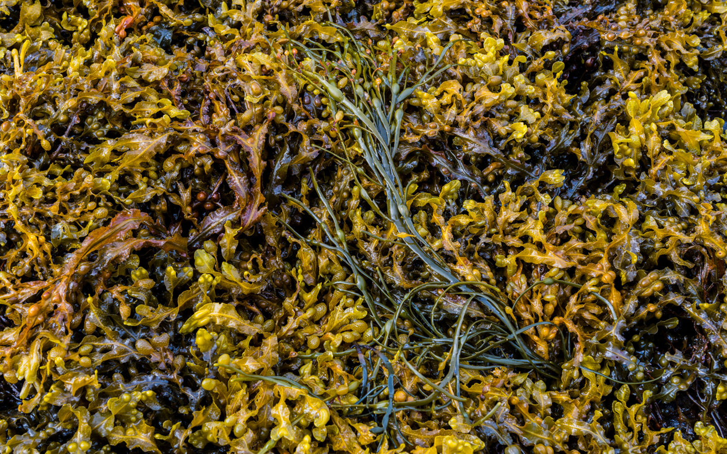 How to Use Seaweed to Mulch Your Garden