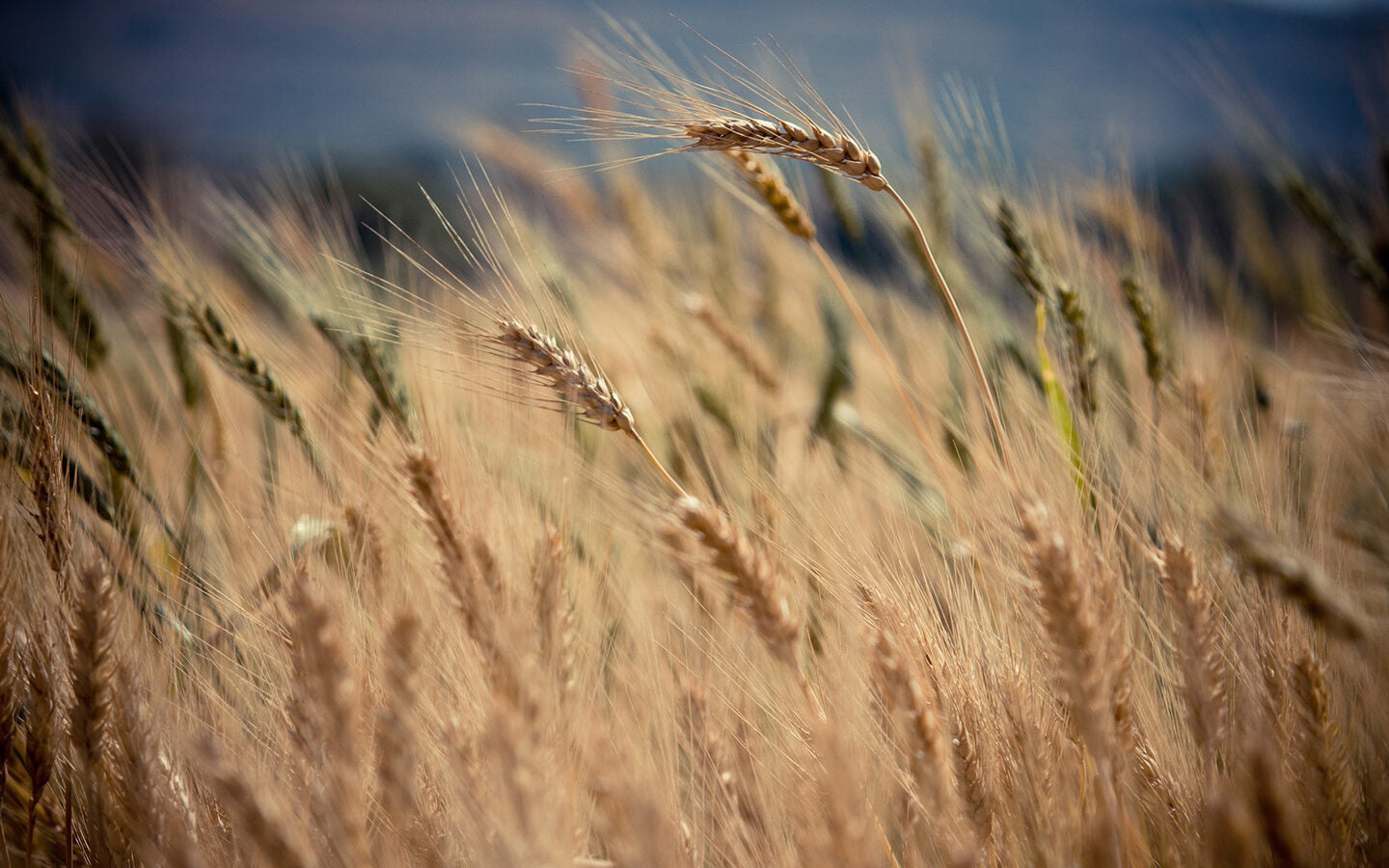 Perennial Crops Being Developed to Produce Food with Less Environmental Impact