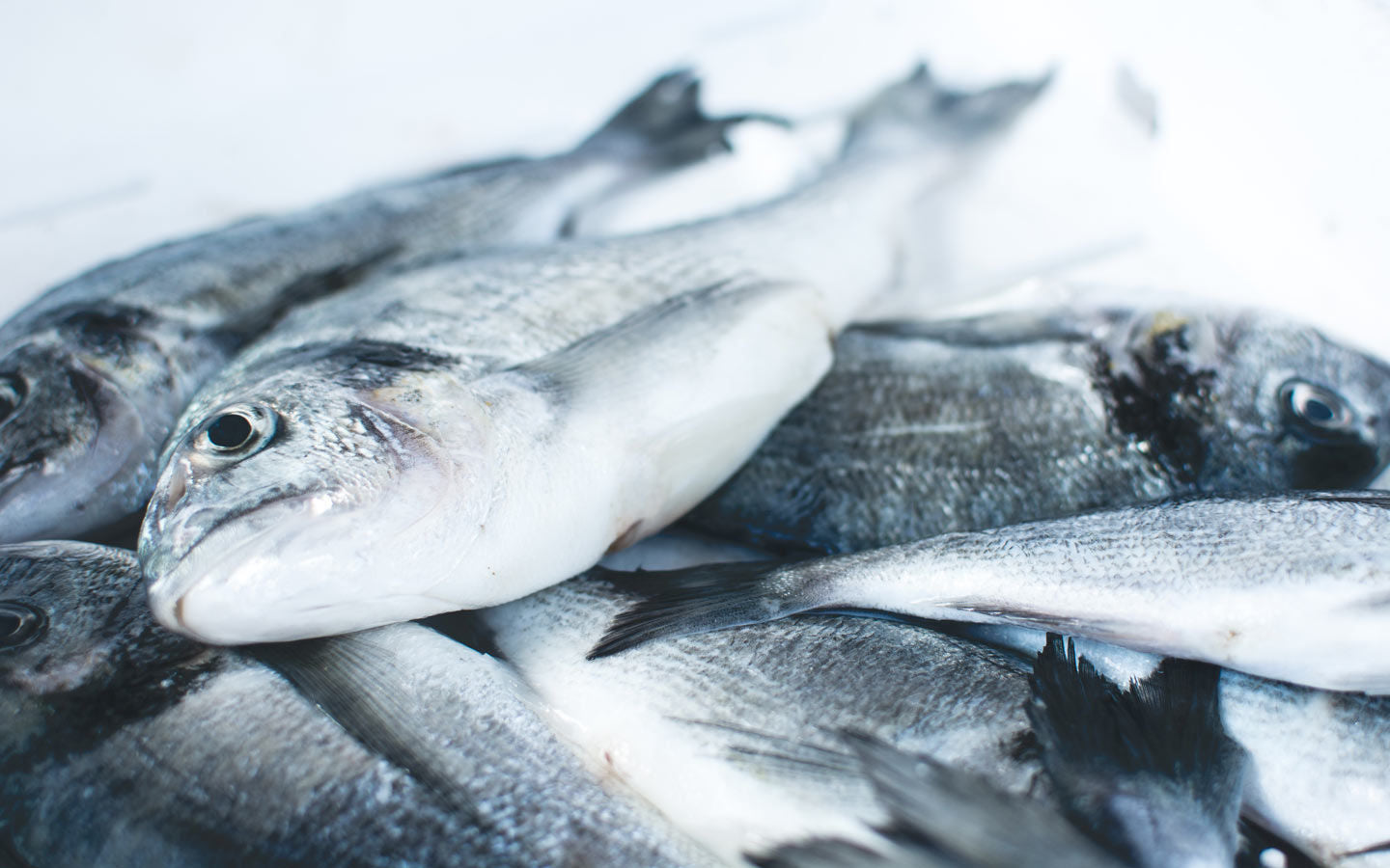 The End of the Line: A Future Without Fish?