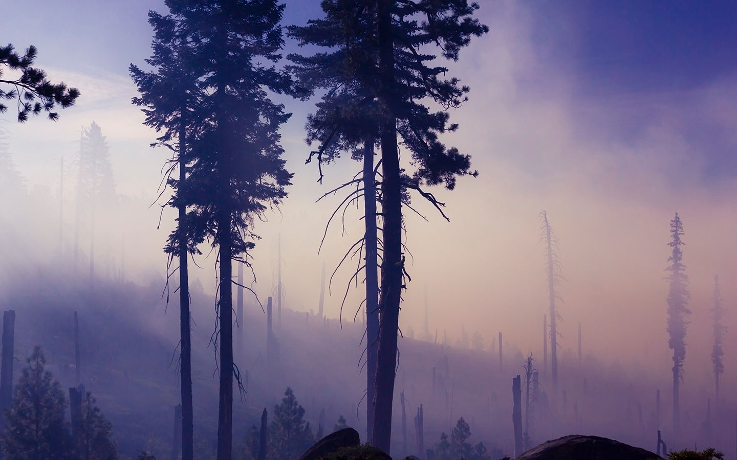 The Ecological Benefits of Forest Fires