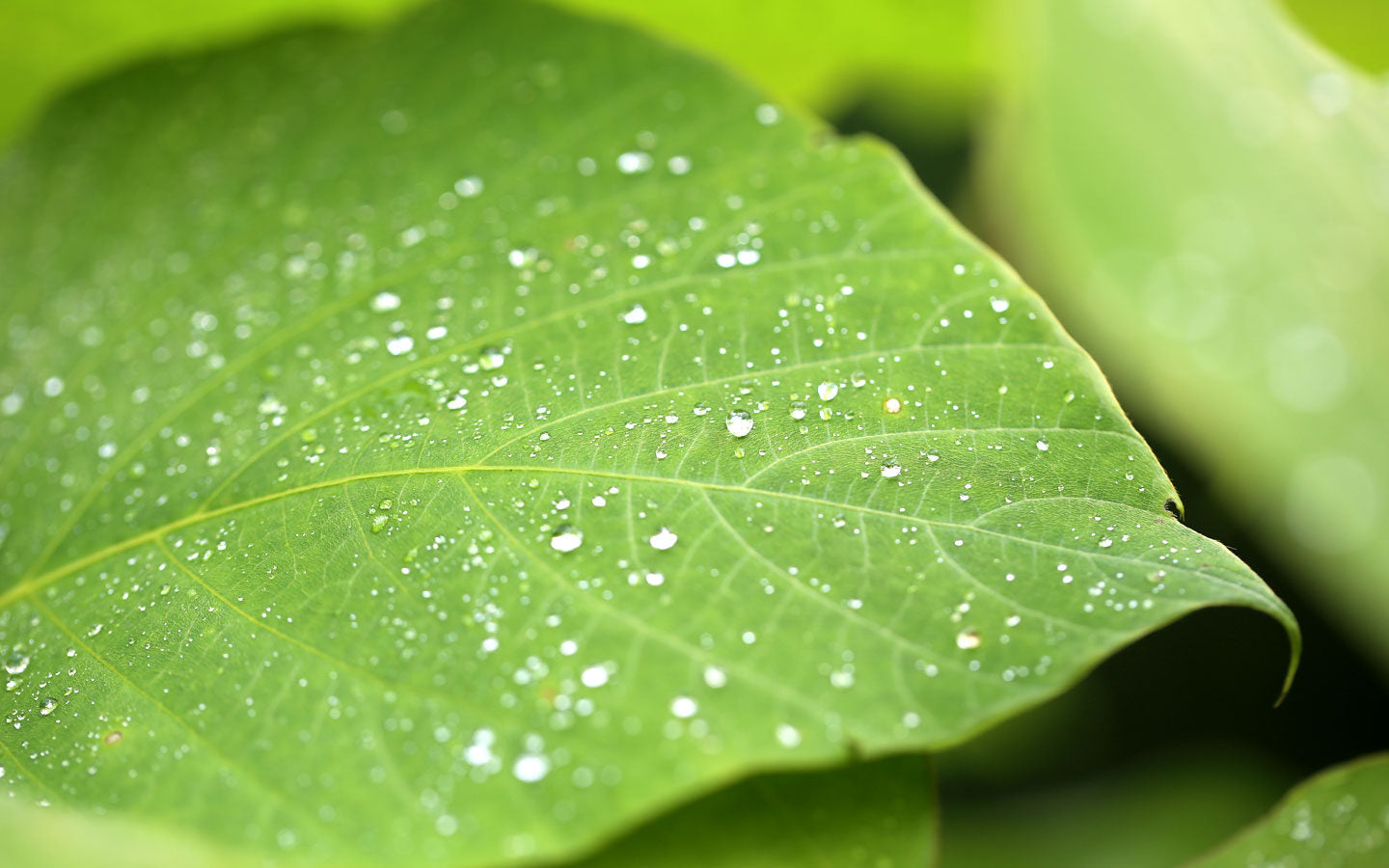 Solar Power from Water-Based ‘Artificial Leaves’