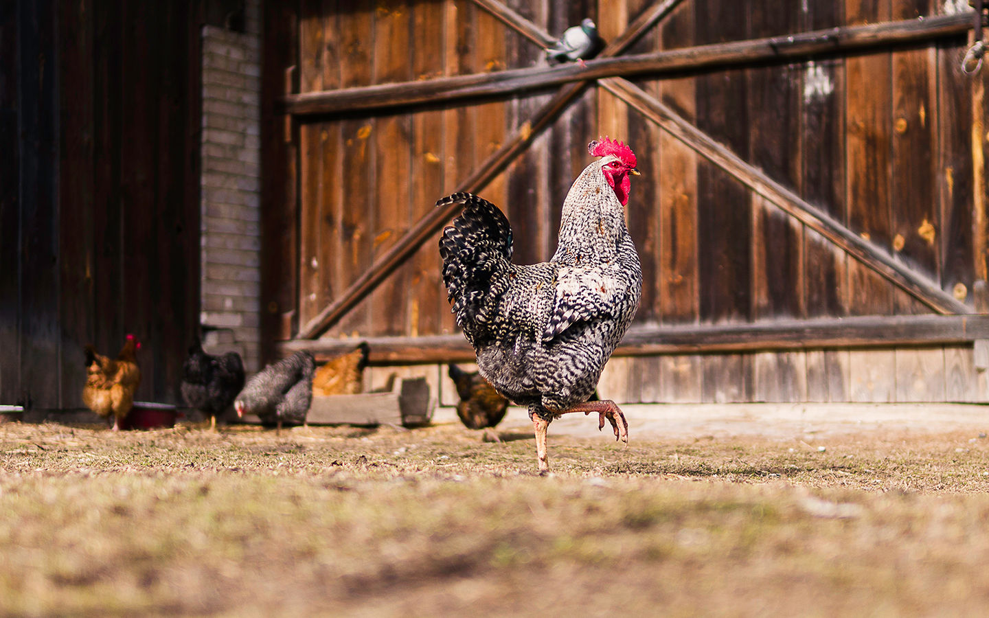 How to Protect Your Chickens from Overhead Predators