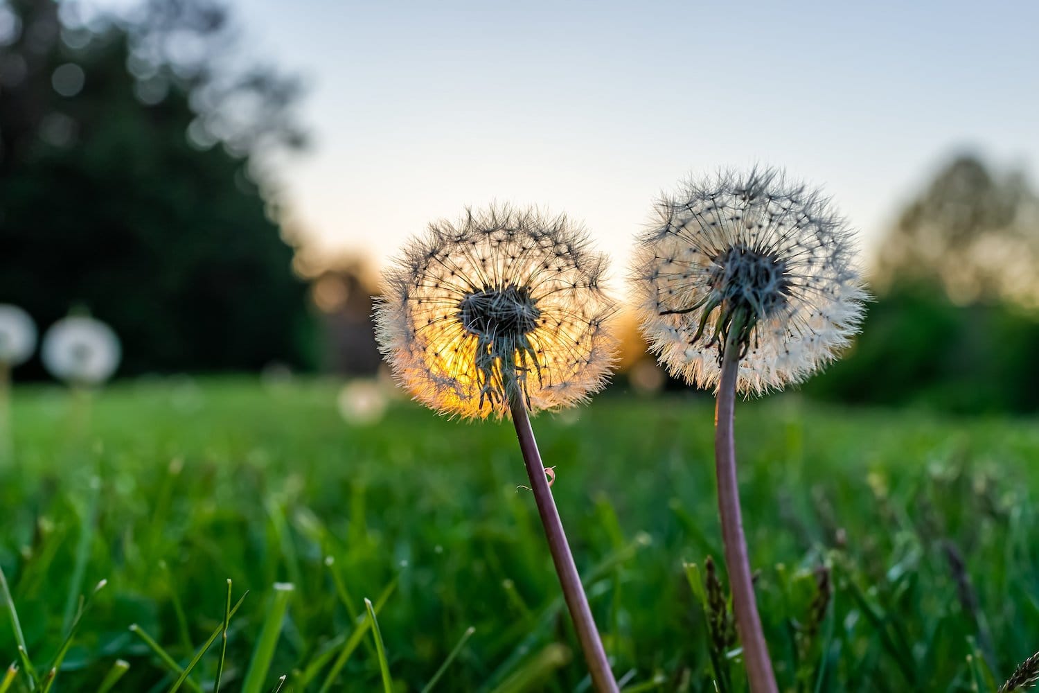 3 Steps Towards Successful Organic Lawn Care - Eartheasy