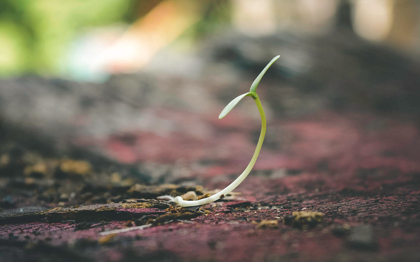 Using Composts to Improve Turf Ecology