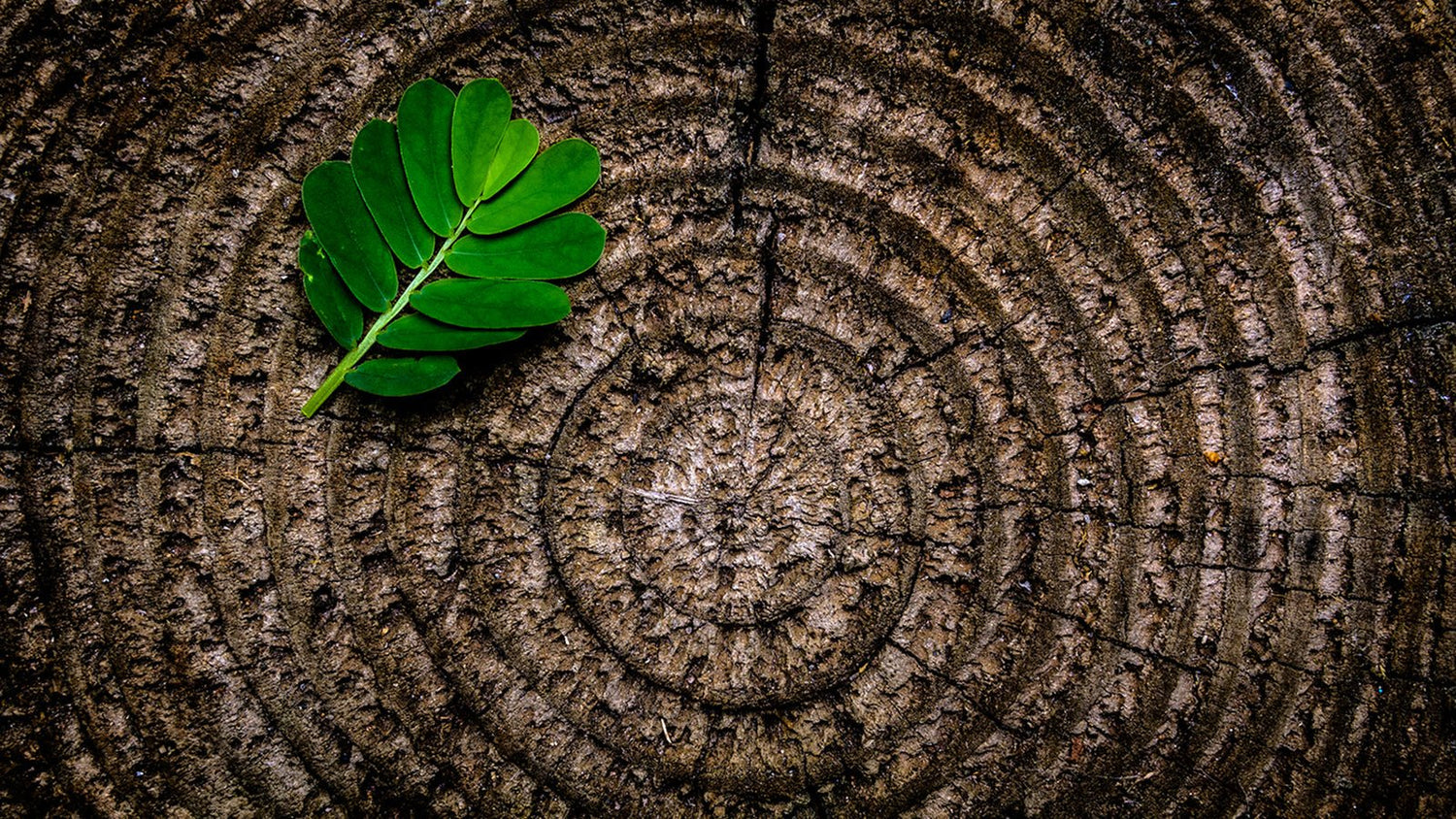 30 Ways to Reduce Waste Right Now - Eartheasy