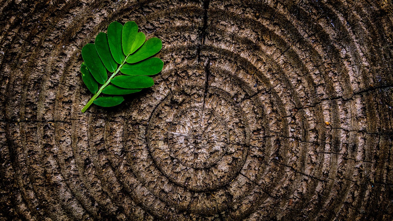 30 Ways to Reduce Waste Right Now - Eartheasy