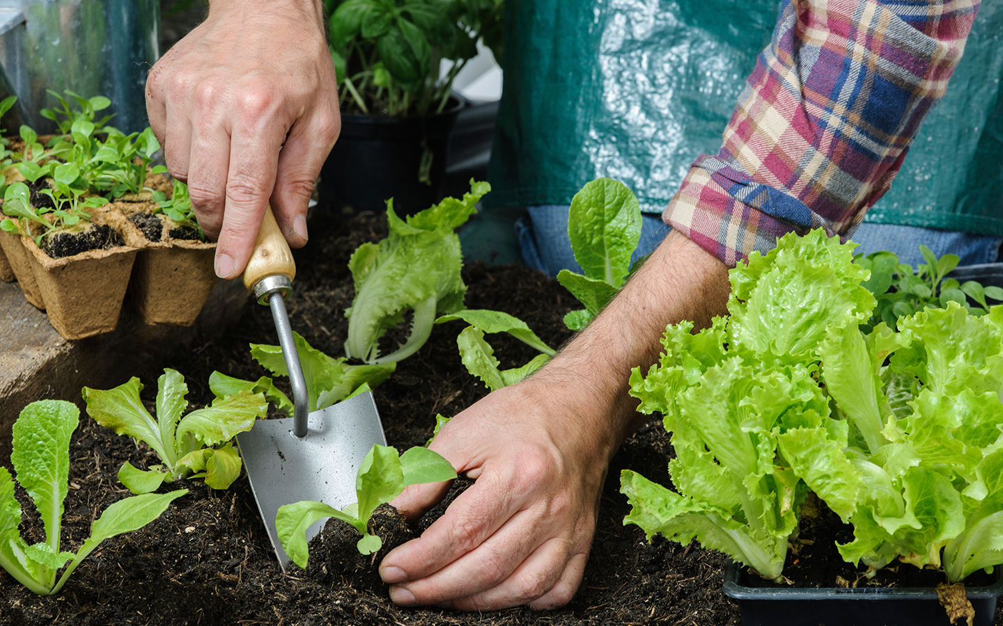 Companion Planting Vegetables for Increased Crop Yield